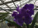 Vanda Blue Sky