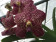 Vanda Crimson Red