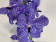 Vanda Delft Blue (in Blüte / Knospe)