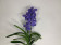 Vanda Delft Blue (in Blüte / Knospe)