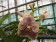 Vanda Golden Burgundry