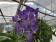 Vanda Lilac Starlight (in Blüte/Knospe)