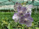 Vanda Stone Washed (in Blüte/Knospe)