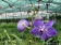 Vanda True Blue (in Blüte/Knospe)