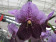 Vanda Two Tone Lavende