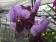 Vanda Two Tone Lavende