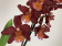 Wilsonara Red Ruby (1 Rispe)