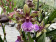 Zygopetalum Romy (2 Rispen)