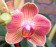 Phalaenopsis Florida 2
