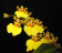 Oncidium Sweet Sugar 1