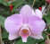 Phalaenopsis Hybride 1