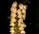 Pholidota imbricata