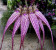 Bulbophyllum Elisabeth Ann Buckelberry 1