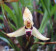 Maxillaria marginata