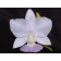 Cattleya walkeriana 'coerulea'