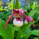 Cypripedium Lucy Pinkepank (mit neuem Austrieb)