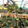 Goodyera repens (abgeblüht / pflanzbereit)