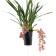 Cymbidium Cascade Novia