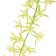 Cymbidium Pumilow (2-3 Rispenansätze)