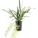 Cymbidium Pumilow (2-3 Rispenansätze)