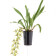 Cymbidium Cascade 'Cliff Hutchings' (3-4 Rispen)