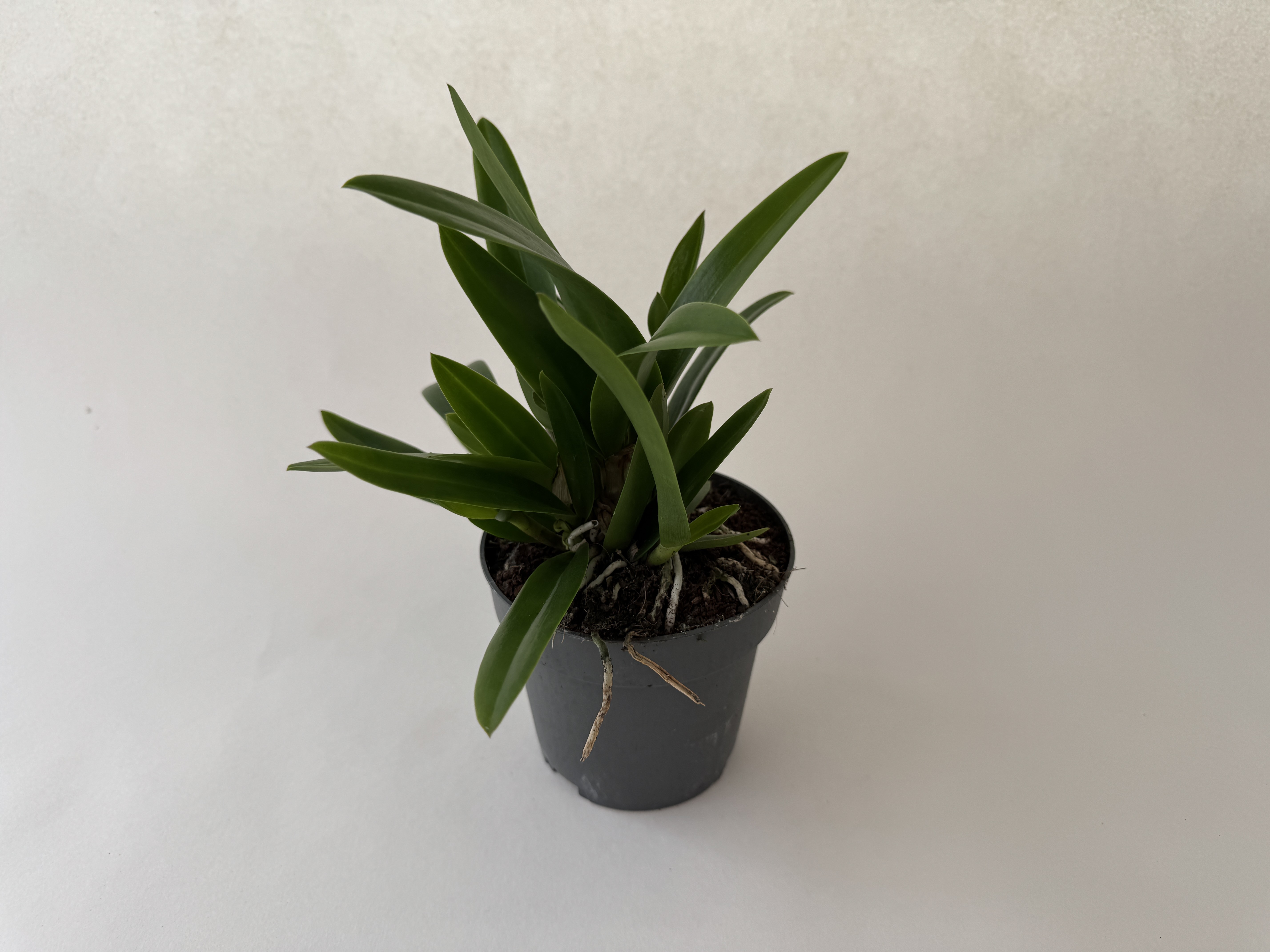 A small, vibrant green houseplant with several elongated, smooth leaves, some pointing upwards, some to the side. In a dark grey pot with dark, grainy soil, some light-coloured roots visible. Cream-coloured background.