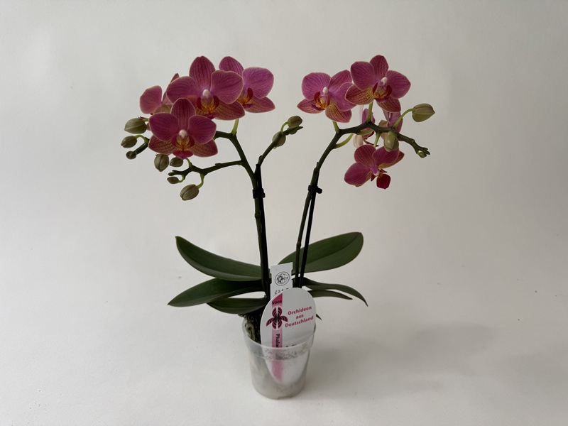 A flowering Phalaenopsis Indy orchid with two upright spikes bearing many bright magenta-coloured flowers and several buds. The flowers have yellowish-orange markings in the centre and are presented in a transparent pot.