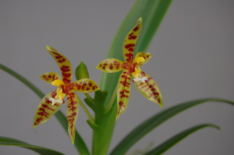 Gros plan sur deux fleurs de Phalaenopsis lamelligera. Les fleurs ont des pétales jaunes tachetés de rouge, des stigmates jaunes et un pistil blanc. Les feuilles sont longues et vertes.