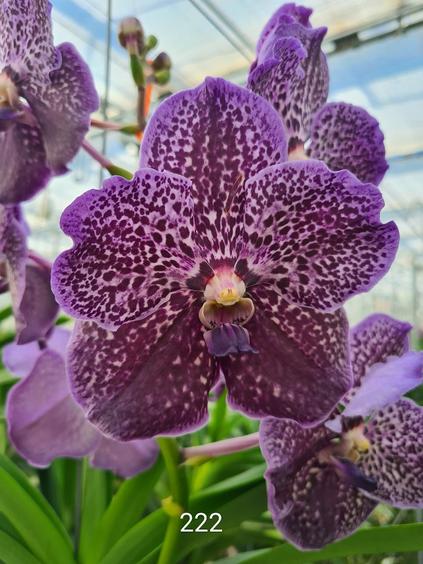 Close-up of a Vanda Midnight Black orchid in full bloom. The leaves are dark purple with fine white speckles. More flowers and green leaves can be seen in the background.