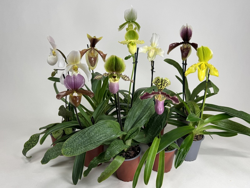 Paphiopedilum-Schnäppchen (10 verschiedene knospige/blühende Frauenschuh)