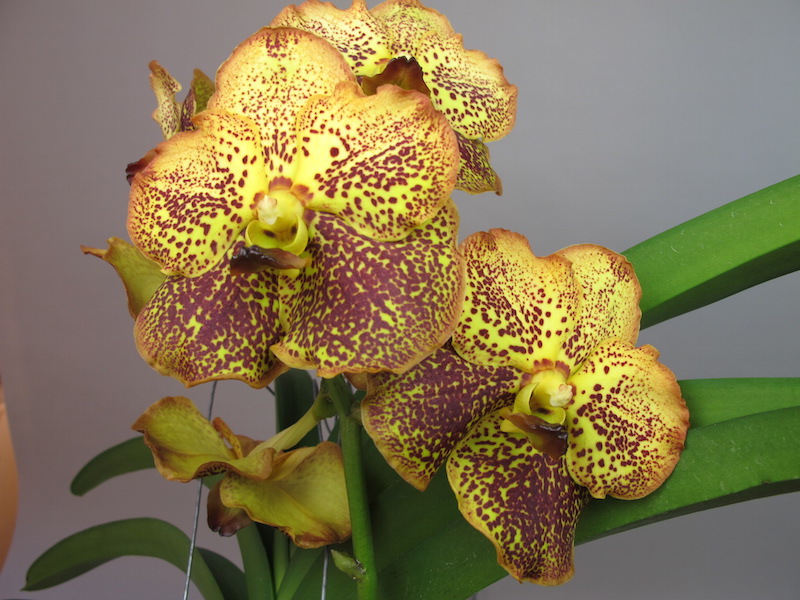 Close-up of a Vanda Himba Gold orchid. The flower is yellow with brown dots.