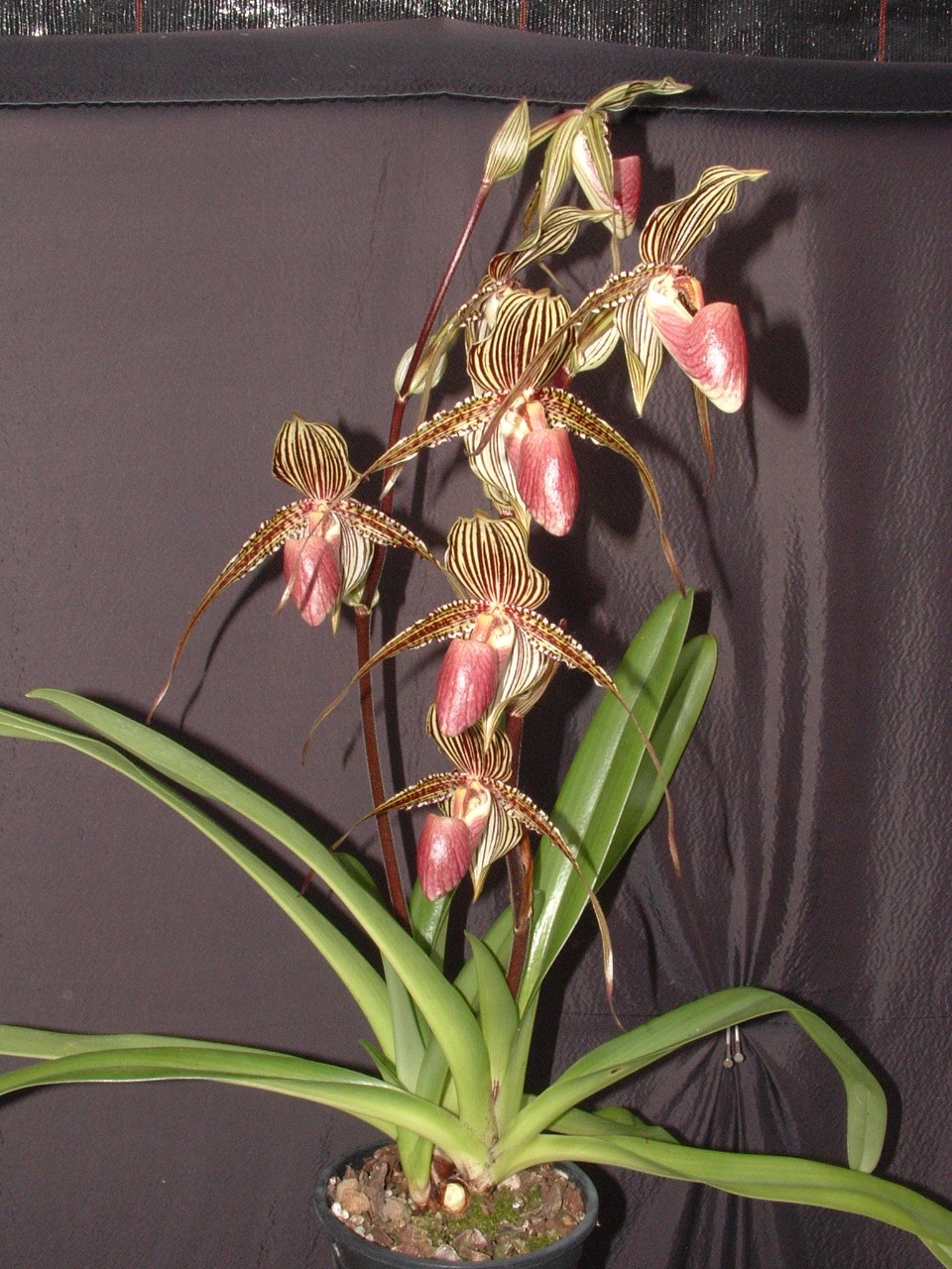 Une orchidée Paphiopedilum Wayne Booth dans un pot. Les fleurs sont rayées de brun, de blanc et de rose. Les feuilles sont longues et vertes.