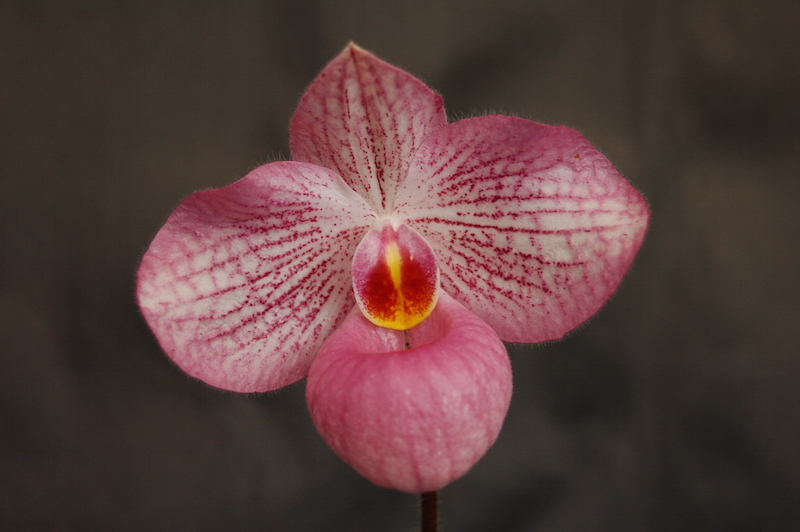 Close-up of a pink and white striped Magic Lantern Paphiopedilum flower with a yellow and red centre.