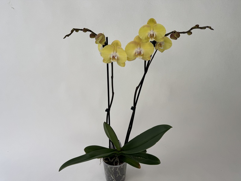 A magnificent Phalaenopsis orchid with bright yellow flowers and delicate white accents in the centre, arranged on two elegant spikes. In a transparent pot, surrounded by green leaves against a light-coloured background.