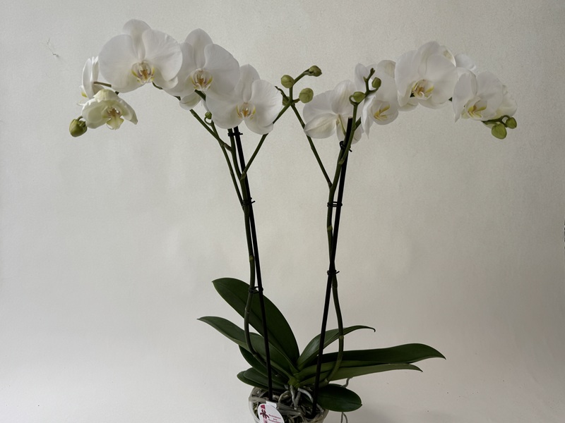 White Phalaenopsis orchid with two flowering spikes, many blooms and buds. The blooms have a delicate yellow-orange centre. Plant with green leaves and roots in a transparent pot against a light-coloured background.
