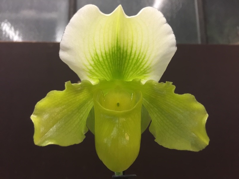 Paphiopedilum insigne 'sanderae' x P. Betty Bracy (1 flower stem)