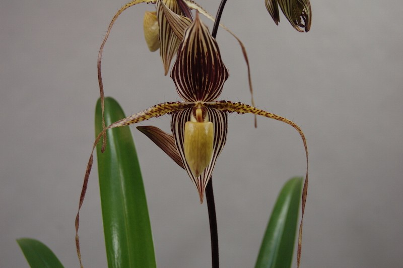 Close-up of a Paphiopedilum Saint Swithin orchid. The flower has brown and white striped petals and long, thin, curved tendrils. Two green leaves are visible at the bottom.