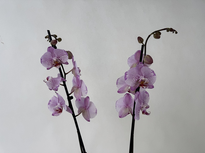 Two elegant orchid stems with numerous delicate lilac flowers, speckled and dotted in dark purple to resemble a leopard’s pattern. Both panicles feature open Phalaenopsis flowers and a few closed buds set against a light background.