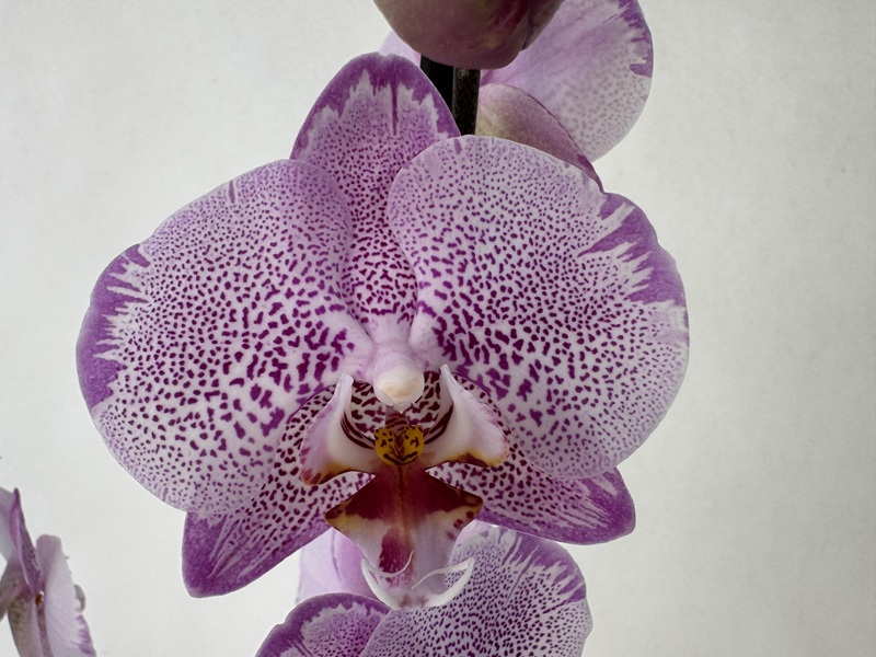 Close-up of a Phalaenopsis orchid with white and purple petals. Densely clustered dark purple spots on a white background form a leopard-like pattern. The centre glows with shades of purple, red and yellow: ‘Leopard Splash’.