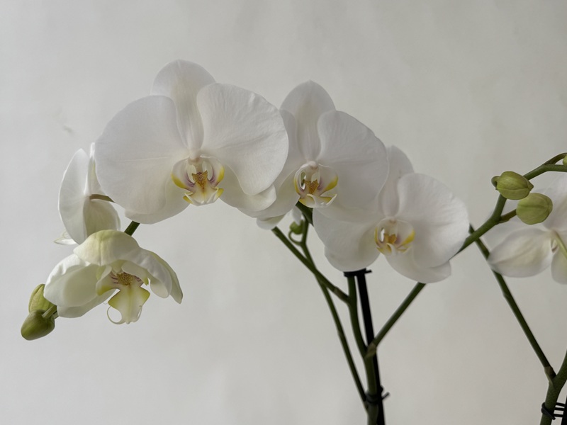 Several flowering white Phalaenopsis ‘Bijoux Crystal’ orchids with faintly yellow-purple flower centres are arranged from the bottom left to the top right. Green stems bear flowers and round green buds. A light, blurred background.
