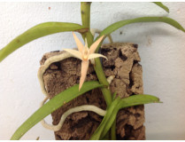 kategorien-orchideen-angraecum_erectum