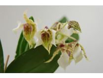 Dendrobium