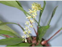 Dendrochillum / Holzlippenorchidee