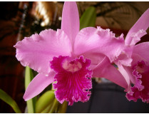 Laelia