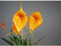 Masdevallia