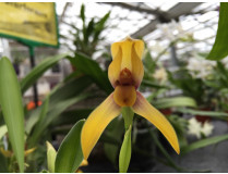 Maxillaria