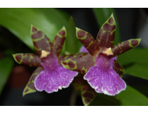 Zygopetalum / Jochkrone