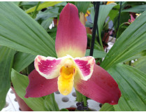 Lycaste