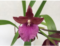 Odontoglossum / Zahnzunge