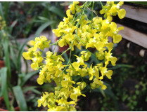 Oncidium / Höckerblume